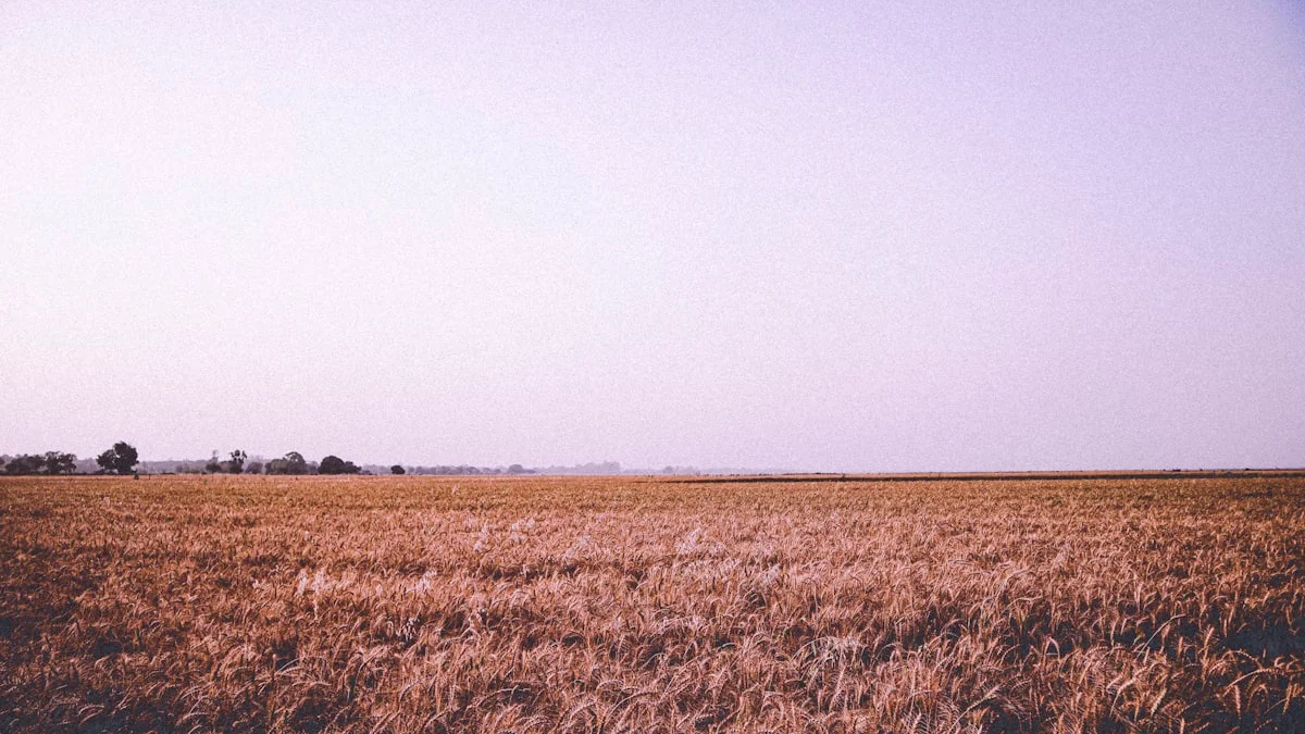 A calm wheat field stretches beneath a pale hazy sky. — a The Obsidian Key guide to Reading Circumstances as Weather Not Verdicts.