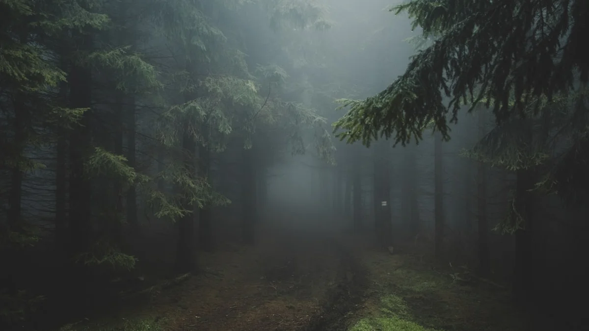 A dirt path winding through a dense forest filled with thick grey fog. — a The Obsidian Key guide to The Unmarked Path: The Open Door Defined.