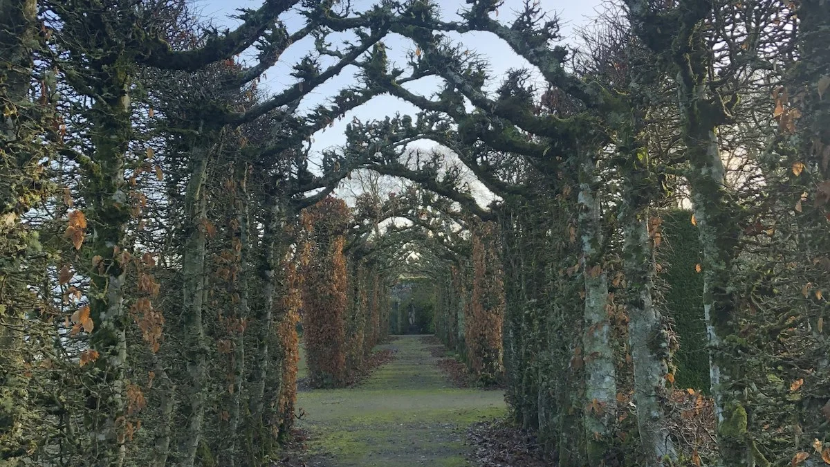 A grassy path runs beneath an avenue of gnarled trees that arch overhead like a series of living gates. — a The Obsidian Key guide to Thirty-Day Path Self-Check: Where You Should Be by Week.