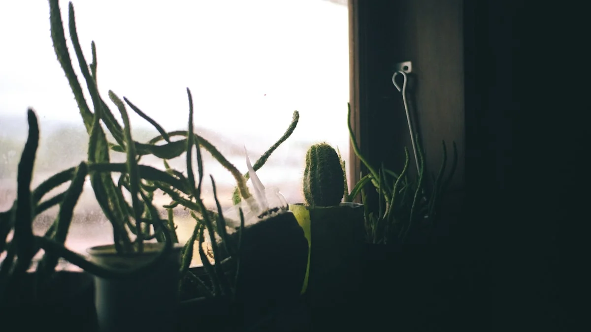 Potted plants on a windowsill in soft grey daylight. — a The Obsidian Key guide to Thirty Days in an Ordinary Life: No Retreat Needed.