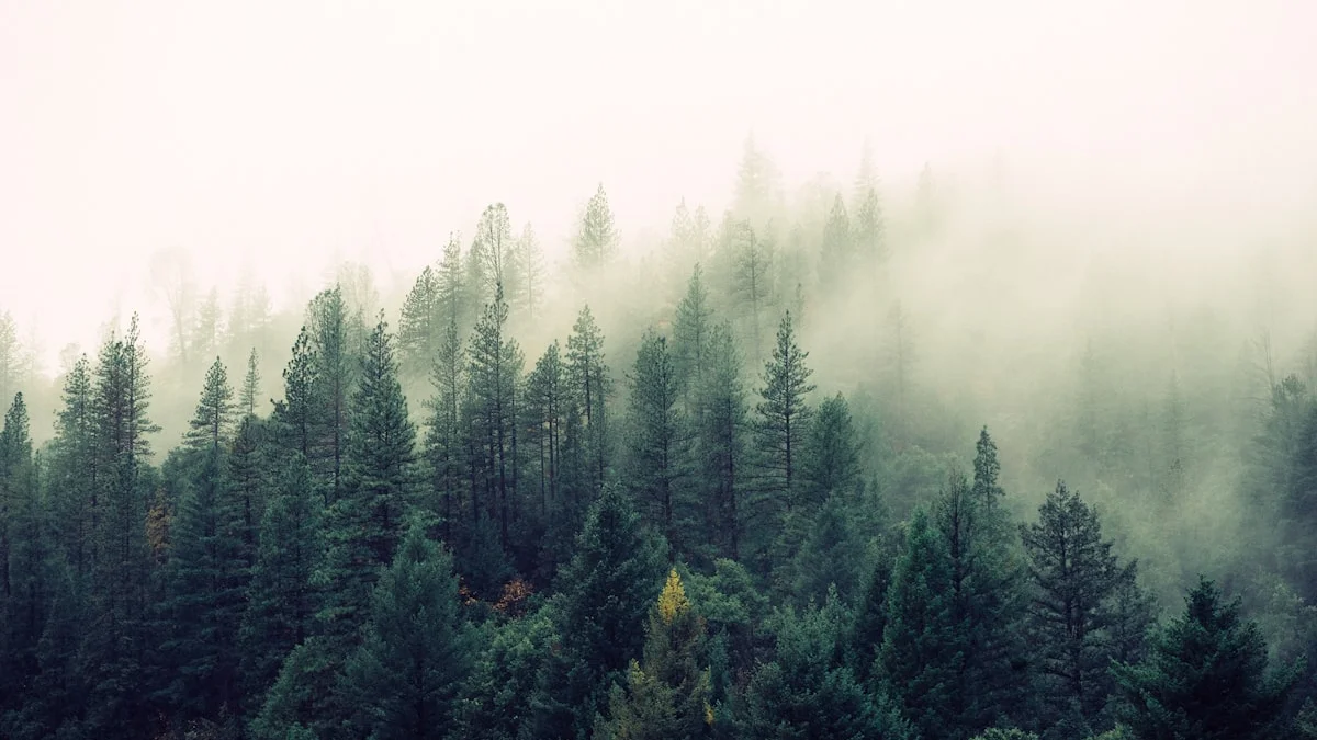 A forested hillside of dark pines dissolves into pale morning mist at the crest of the ridge. — a The Obsidian Key guide to The Week Two Wall: When Boredom Means Renovation.