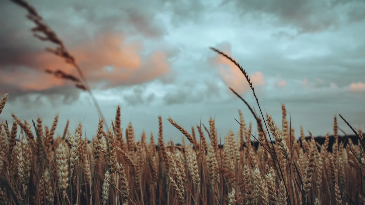 A wide field of wheat stands under a heavy grey sky with warm light breaking through the clouds. — a The Obsidian Key guide to What Is the Field and Why It Matches You.